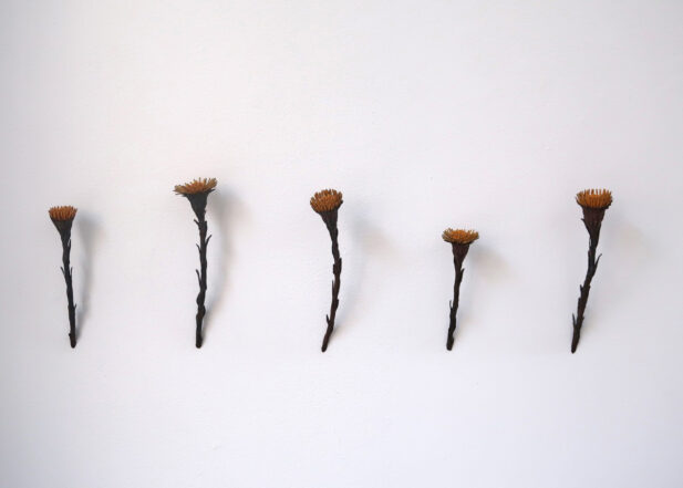 Vera Burkhalter Zornat